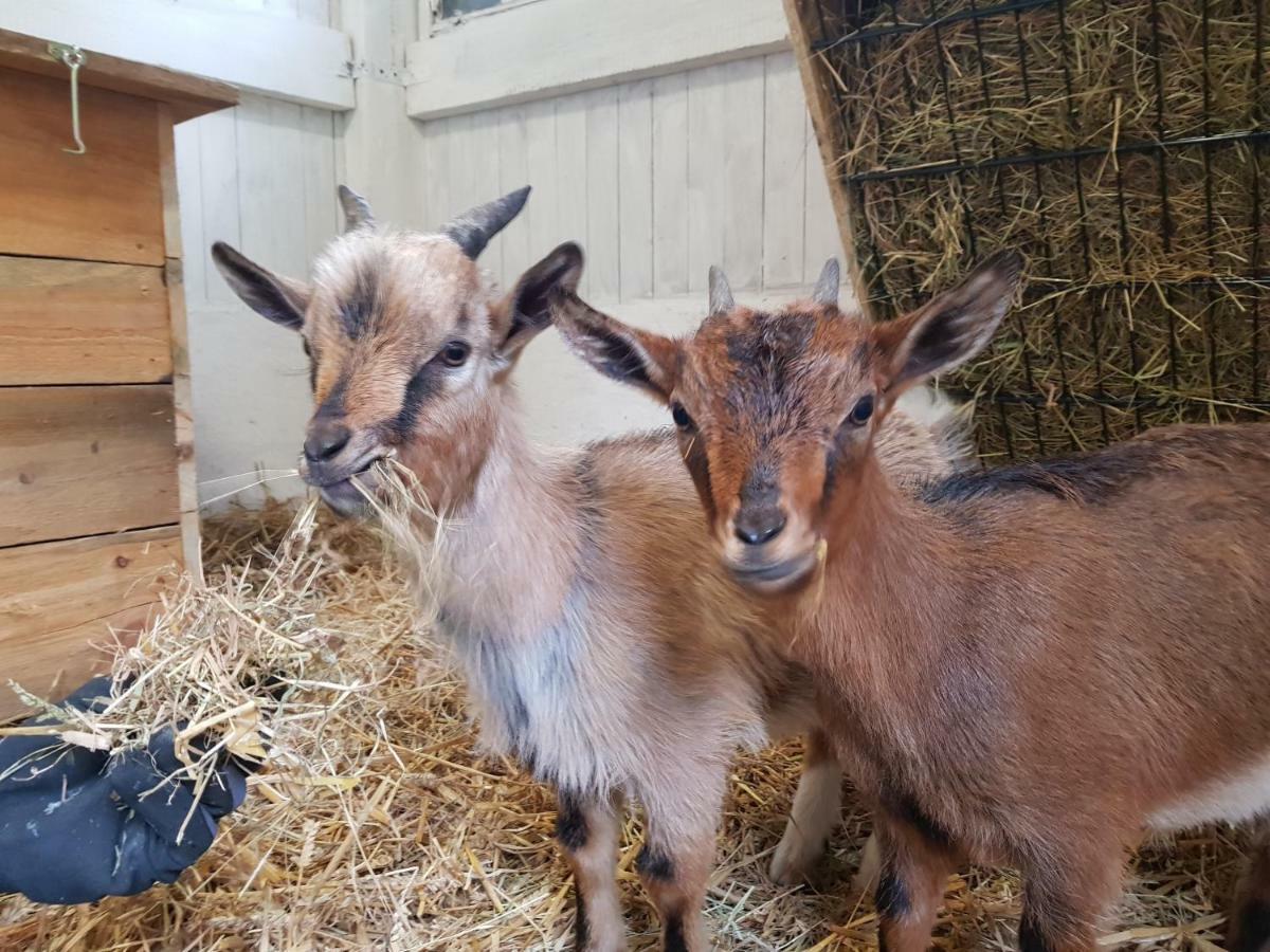 Grosse, Helle Ferienwohnung Mit 2 Balkonen Auf Dem Bauernhof In Der Lueneburger Heide Oetzen 외부 사진